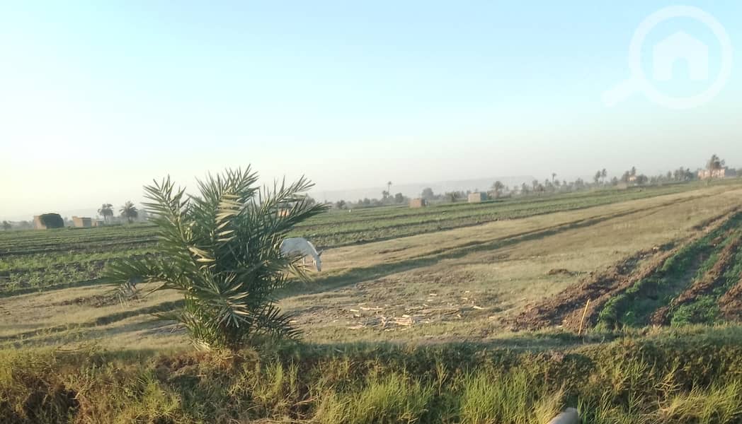 السالمية